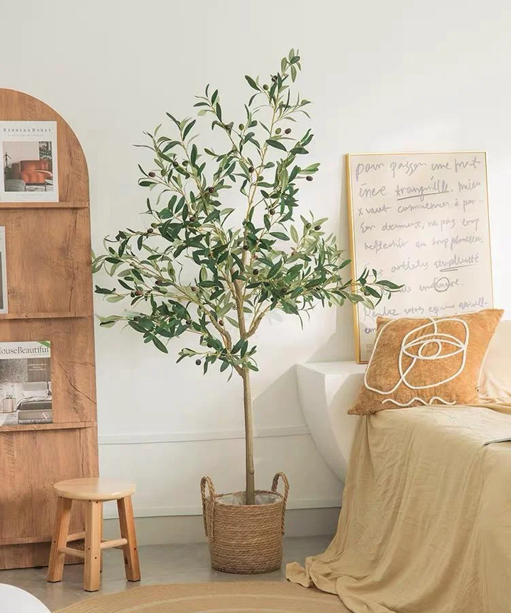 Nadeleine Olive Tree Plant Nadeleine Olive Tree Plant