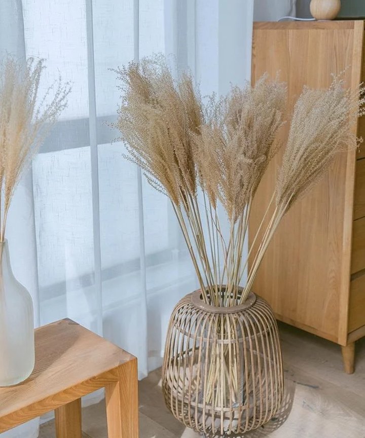 Galilea Small Pampas Reed Galilea Small Pampas Reed