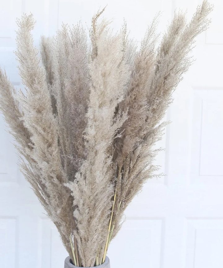 Gillinea Dried Pampas - Grey Gillinea Dried Pampas - Grey