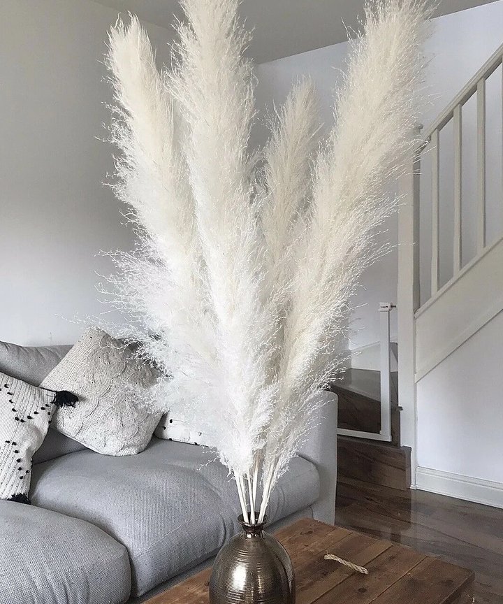 Gillinea Dried Pampas - Cream Gillinea Dried Pampas - Cream