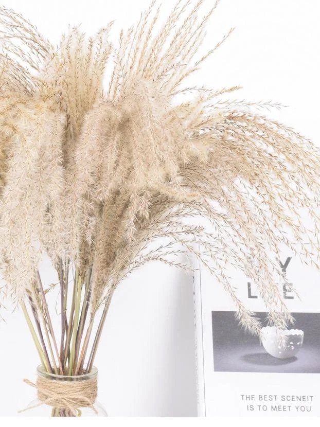 Galilea Small Pampas Reed Galilea Small Pampas Reed