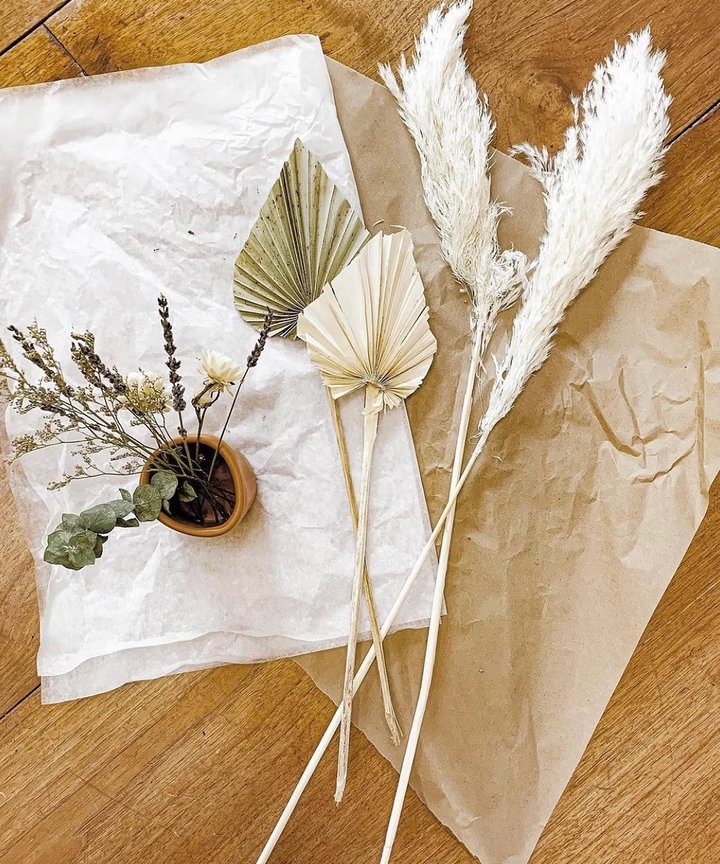 Ginerva Wild Pampas Ginerva Wild Pampas