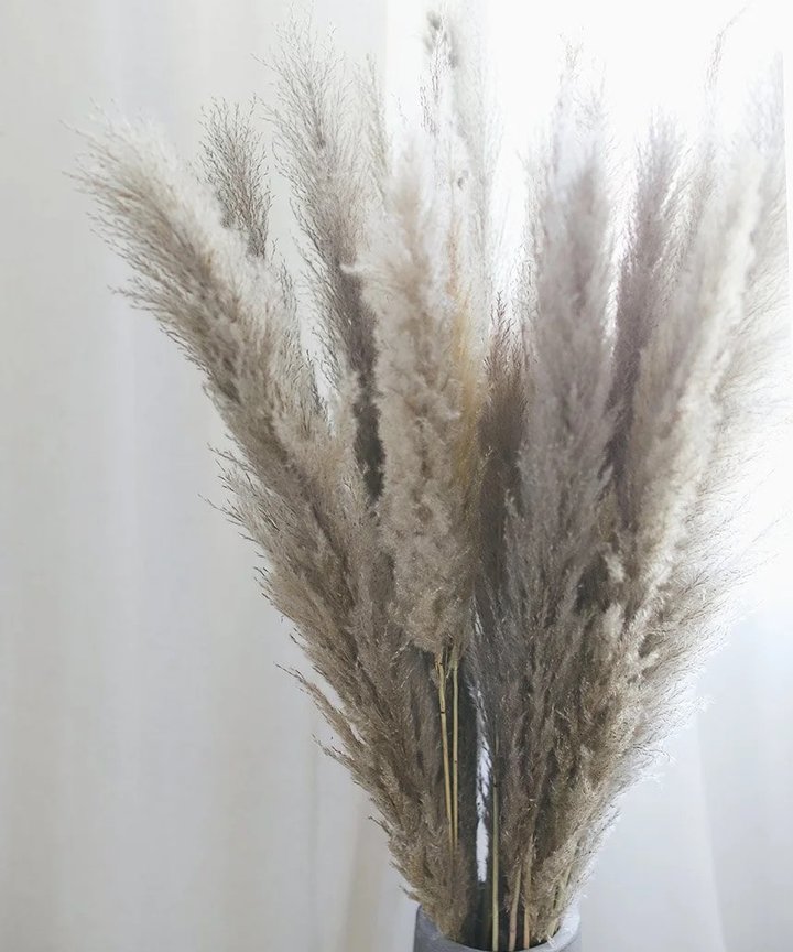 Gillinea Dried Pampas - Grey Gillinea Dried Pampas - Grey