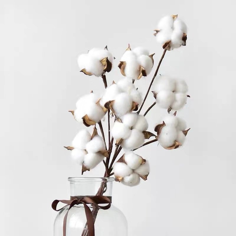 Germaine Dried Cotton Plant Germaine Dried Cotton Plant