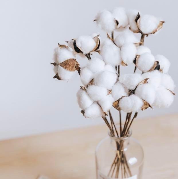 Germaine Dried Cotton Plant Germaine Dried Cotton Plant