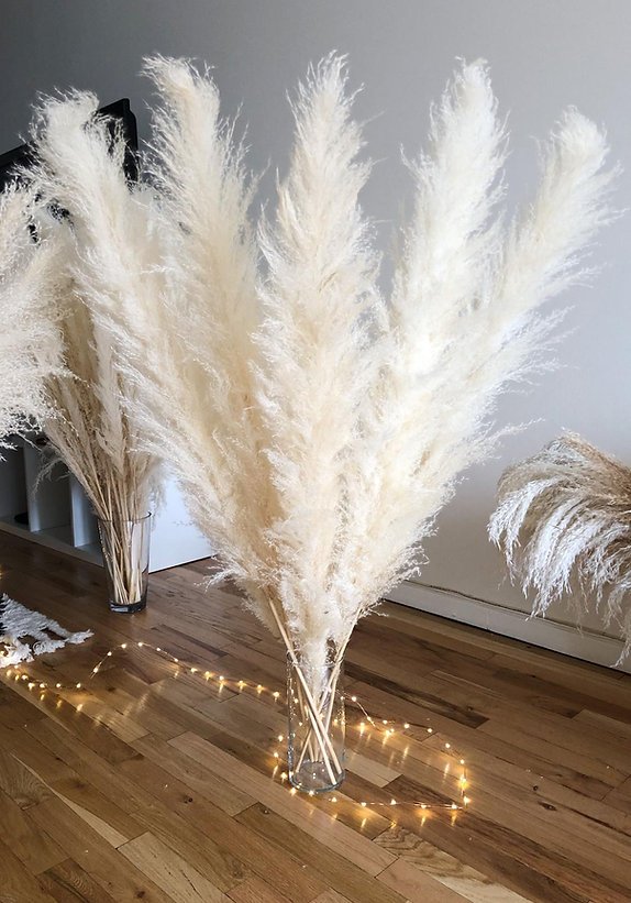 Gillinea Dried Pampas - Cream Gillinea Dried Pampas - Cream