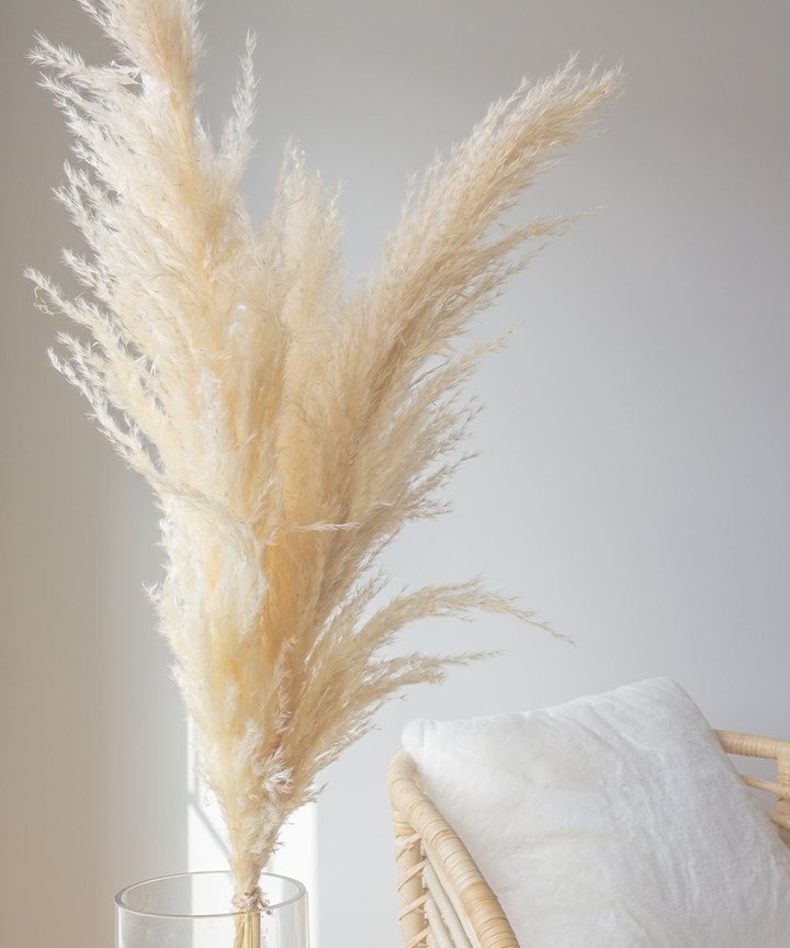 Gillinea Dried Pampas - Luxe Cream Gillinea Dried Pampas - Luxe Cream