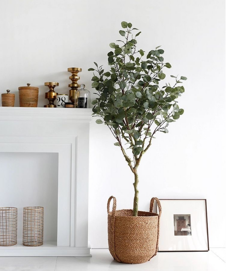 Nandina Eucalyptus Tree Nandina Eucalyptus Tree