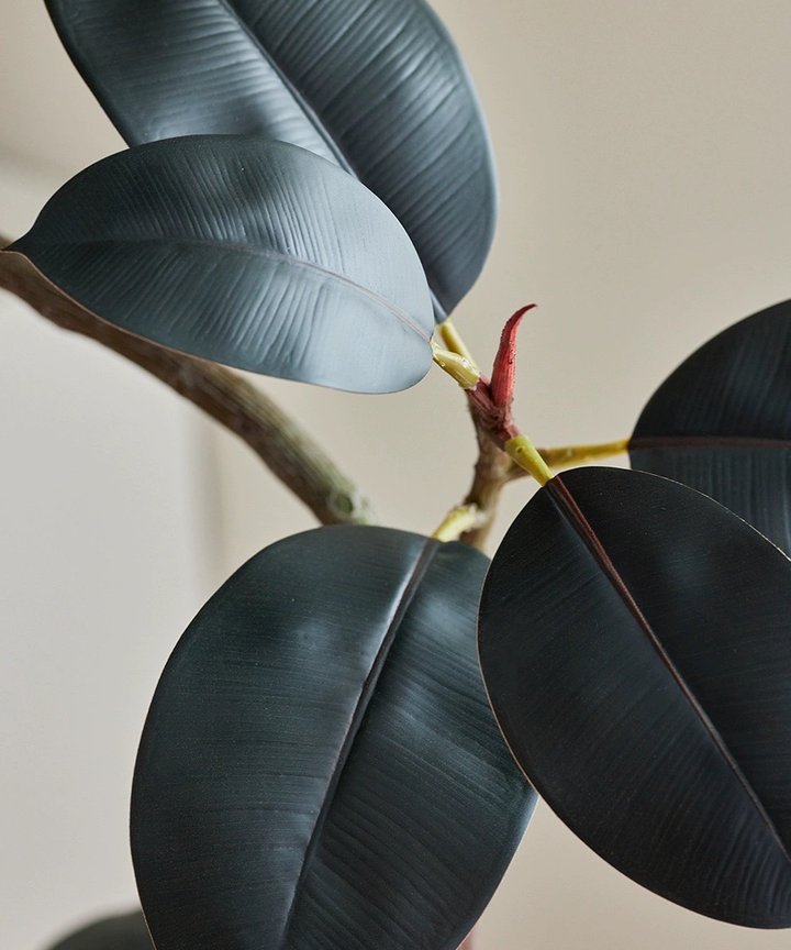 Nara Rubber Tree Plant  Nara Rubber Tree Plant