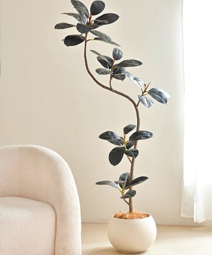 Nara Rubber Tree Plant  Nara Rubber Tree Plant