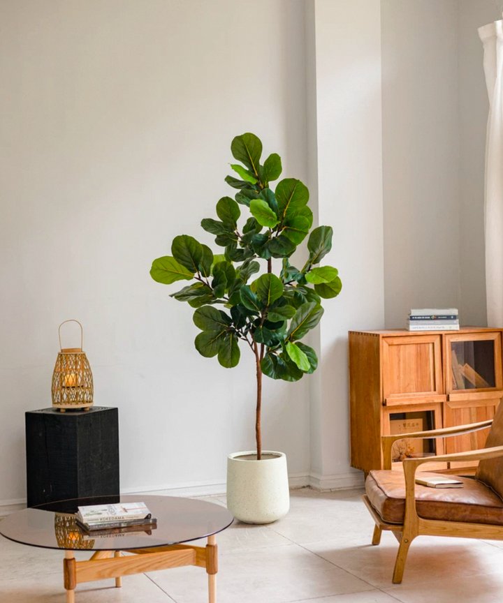 Nadira Fiddle Leaf Tree Nadira Fiddle Leaf Tree